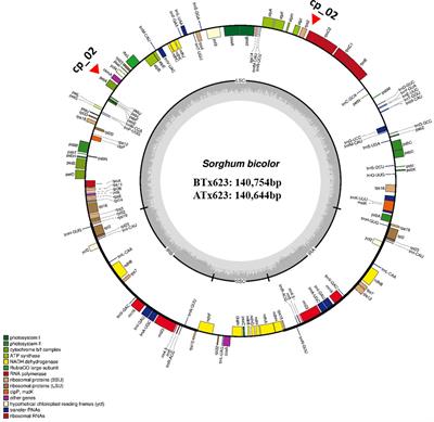 Development of InDels markers for the identification of cytoplasmic male sterility in Sorghum by complete chloroplast genome sequences analysis